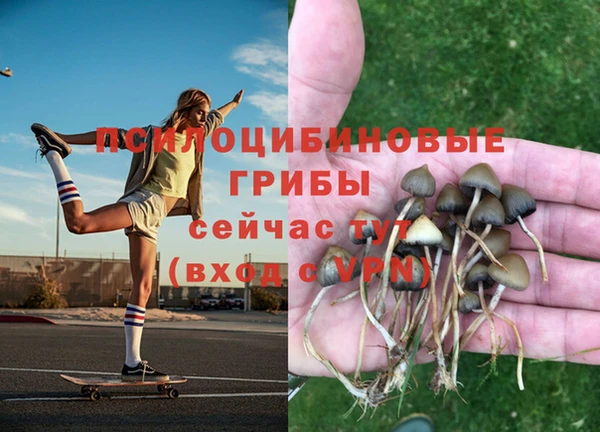 прущие грибы Киренск